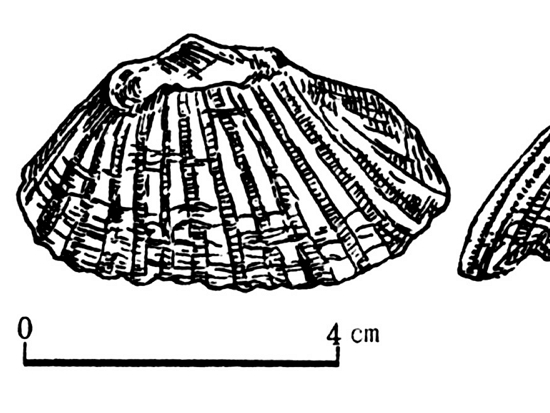 國分直一所採集內惟（小溪貝塚）遺址內的貝輪