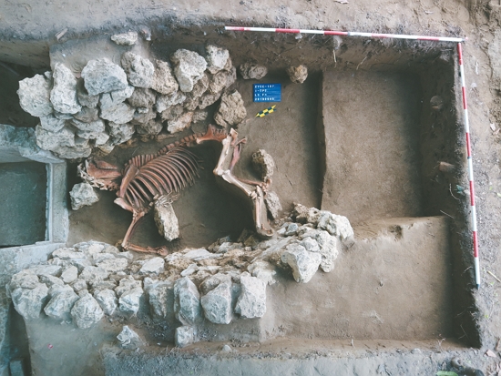 左營舊城震洋特攻隊遺址出現馬匹遺骸