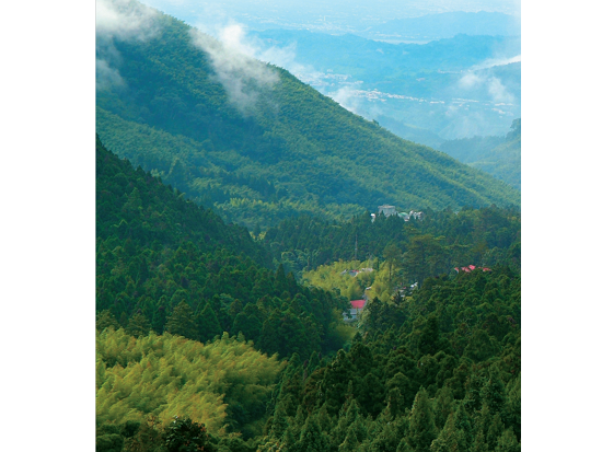 國立臺灣大學生物資源暨農學院實驗林管理處 提供