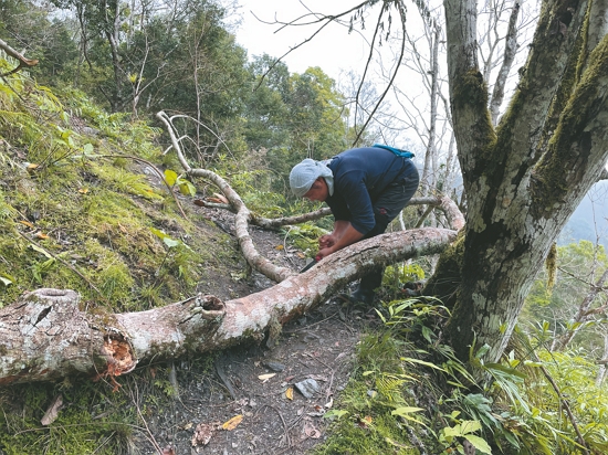 玉管處運用圖臺建置巡查系統，更便於紀錄巡查軌跡與事件回報，圖為同仁清除步道倒木／玉管處 提供