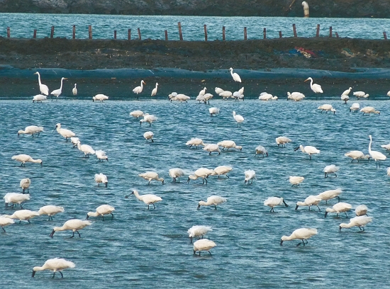 將黑面琵鷺的生態熱點結合 GIS 空間資料，有助於相關措施的研擬與判斷／台管處 提供（陳麒麟 攝）
