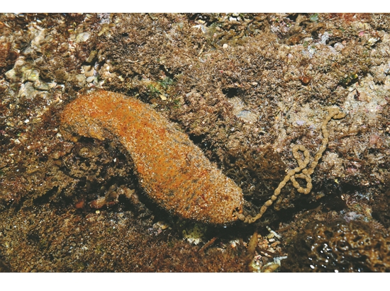 棘輻肛參（正在便便）