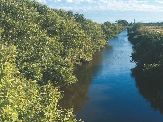 鹹淡水交界的紅樹林，是許多海洋生物的重要棲地，也是許多鳥類的遷徙中繼與棲息的環境／國家公園署海岸計畫科 提供