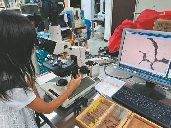 於實驗室內以顯微鏡觀察採樣垂直濕地水體中的矽藻／方偉達 提供（胡兆基 攝）