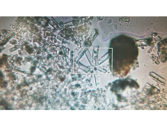 矽藻的種類能反映出當地水文、土壤特性／方偉達 提供（胡兆基 攝）