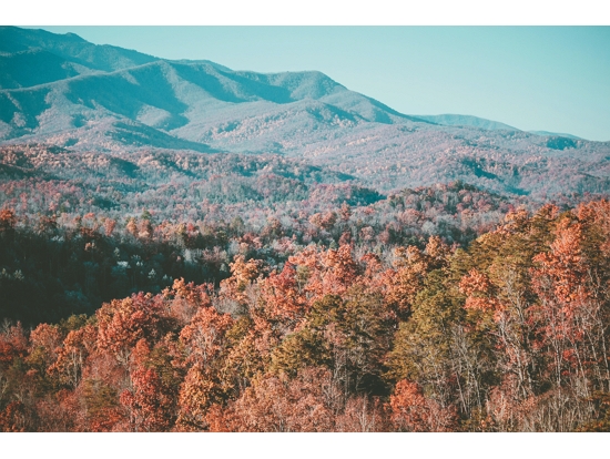阿帕拉契山脈的森林與多樣地形創造出豐富的小型氣候網絡與生物多樣性據點／ Sean Foster 提供