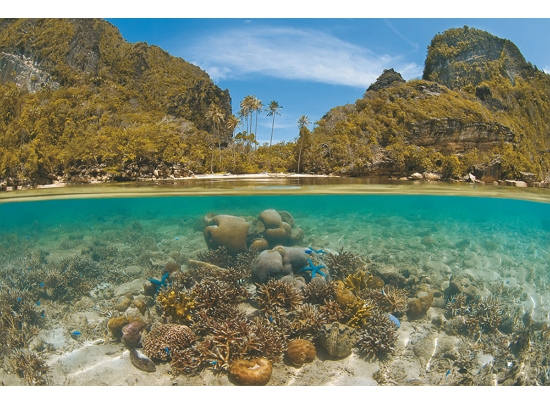 鳥頭海景擁有 3/4 的已知珊瑚種類和超過 1,800 種魚類／ Bird's Head Seascape, Jones, Shimlock, Secret Sea Visions 提供 