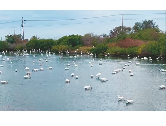 居民分享的黑面琵鷺照