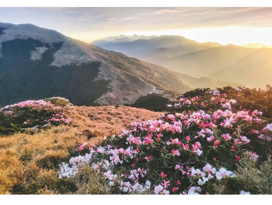 合歡山受損較輕，杜鵑花季如期展開