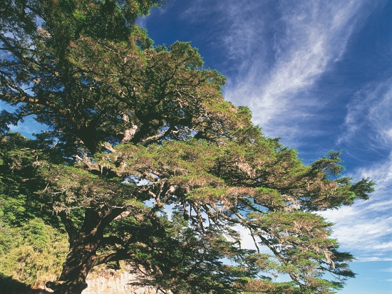 孩子們口中的「鐵杉阿公」成為學童進行科學研究課程的重要入門／玉管處 提供（陳志明 攝）