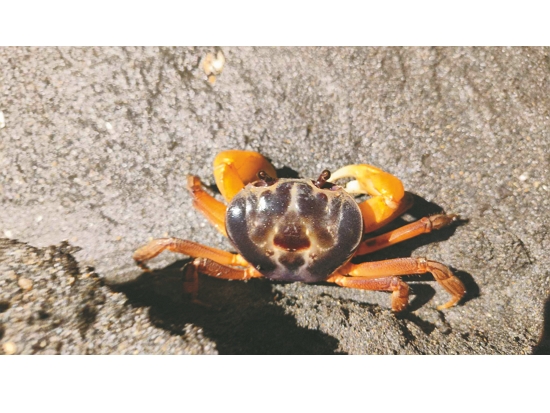  蟹蟹有你守護 中秋節活動