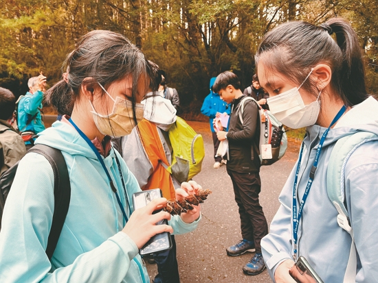 仔細辨識毬果特徵／玉管處 提供