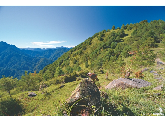 在塔塔加十分容易親近動植物，是推動 RLC 的合適起點／何小綠 攝