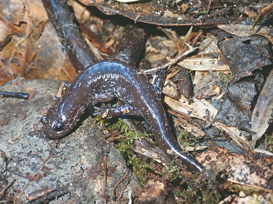國家公園署揭牌後，由山椒魚保育國際研討會為國際交流翻開新篇章／雪管處 提供