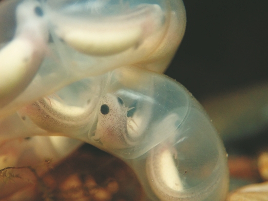 山椒魚研究養殖箱中的雄性山椒魚與卵串／雪管處 提供