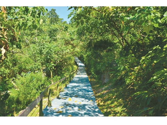 太魯閣臺地環狀步道是陳顧淋主要的觀察地點／太管處 提供（林茂耀 攝）