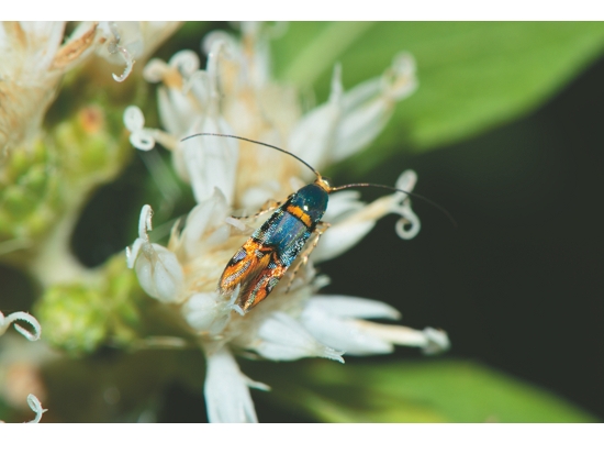 麗紋逐日蛾／陳顧淋 攝