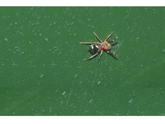 藍翠蛛／陳顧淋 攝