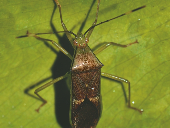 紅紋黛緣椿象／陳顧淋 攝