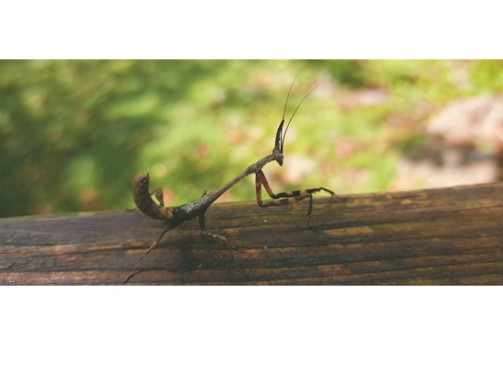 魏氏奇葉螳螂／陳顧淋 攝