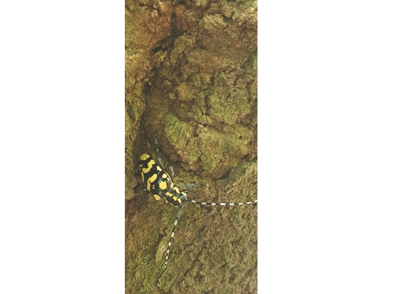 荷菲氏星天牛／陳顧淋 攝