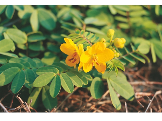 僅分布於澎湖群島的澎湖決明／徐嘉偉 攝