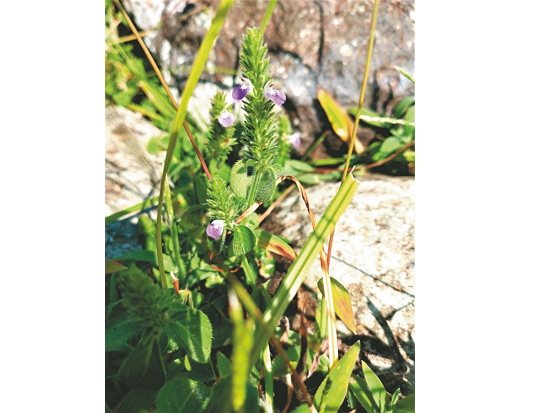 密毛爵床／徐嘉偉 攝