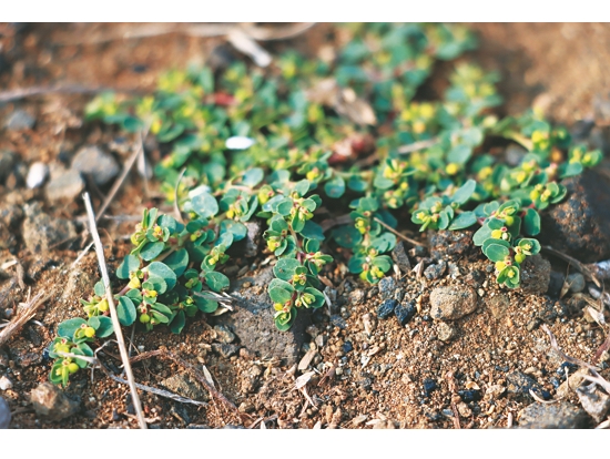 臺灣特有種的臺西大戟／徐嘉偉 攝