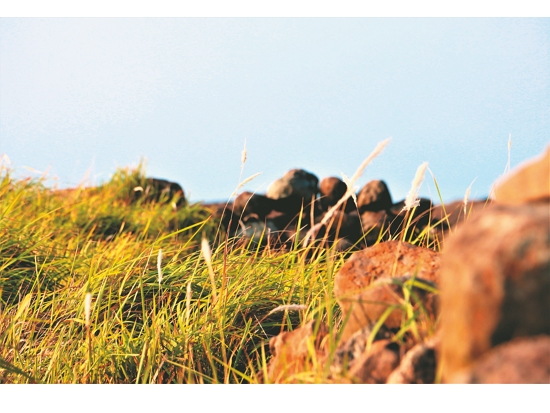 對徐嘉偉來說，地面茂密的小草像是另一種森林／徐嘉偉 攝