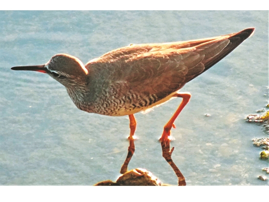 後灣海堤的赤足鷸