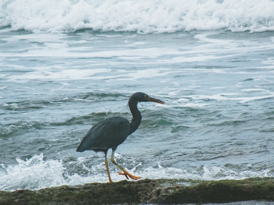 漫步堤岸的岩鷺