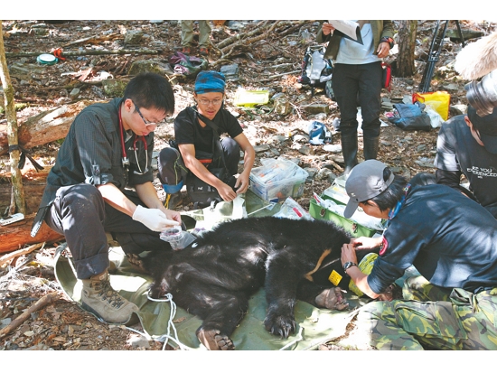 小將陷阱捕捉到的臺灣黑熊麻醉後，趕緊把握時間檢查、採樣和繫上衛星發報器頸圈／黃美秀 提供