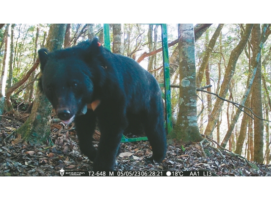 相機捕捉到臺灣黑熊經過的身影／黃美秀 提供