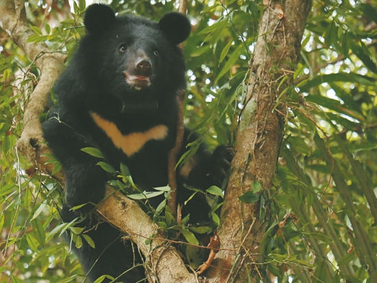  每一筆臺灣黑熊監測、觀察資料皆得來不易／黃美秀 提供