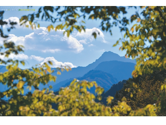  樹冠林葉間的玉山風景／何小綠 攝