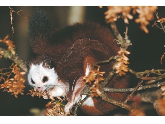    白面鼯鼠／lonelyshrimp提供（來源https://commons.wikimedia.org/wiki/File:SYT0605_白面鼯鼠_(25461142908).jpg）