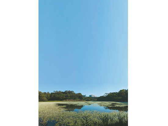 除了成功吸引水雉繁殖，洲仔濕地也是水生植物復育的成功典範／台灣濕地保護聯盟