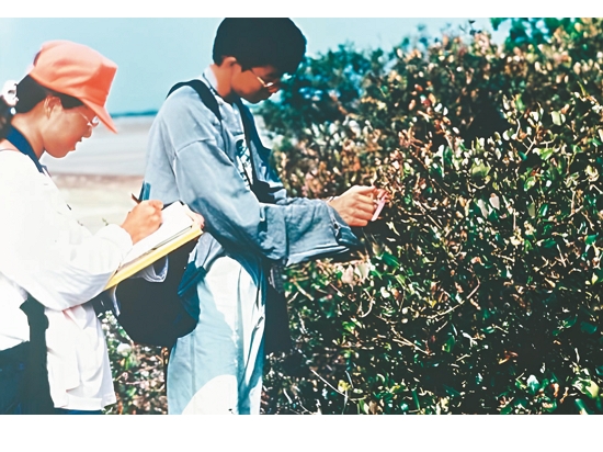  昔：調查紅樹林／台灣濕地保護聯盟 提供