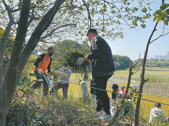  今：移除小花蔓澤蘭／台灣濕地保護聯盟 提供