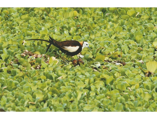  水稚成功於園區內棲息繁衍／台灣濕地保護聯盟 提供