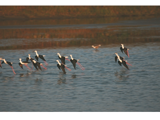  濕地面積的變化影響鳥類移動的狀況，進而影響禽流感的散播（圖為高蹺鴴）／內政部國家公園署 提供