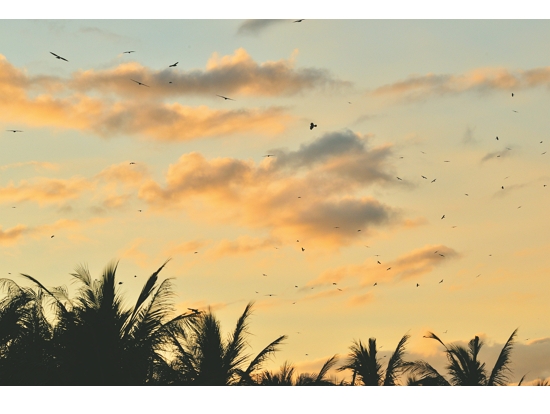  黃昏準備停棲的灰面鵟鷹／陳忠能 攝