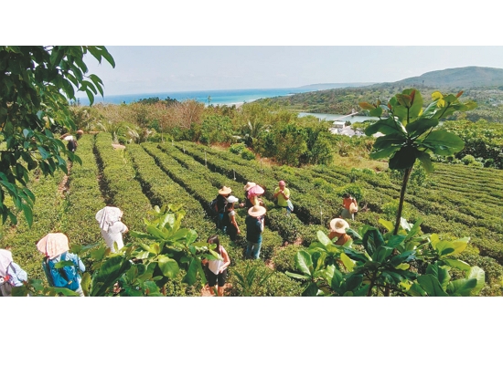   港口社區的賞鷹活動結合在地的採茶體驗