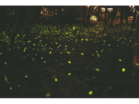 夜間螢火蟲飛舞／陳忠能 攝