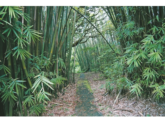 巡守步道生態多樣性豐富，穿山甲、白鼻心、蝙蝠都是其中的住民
