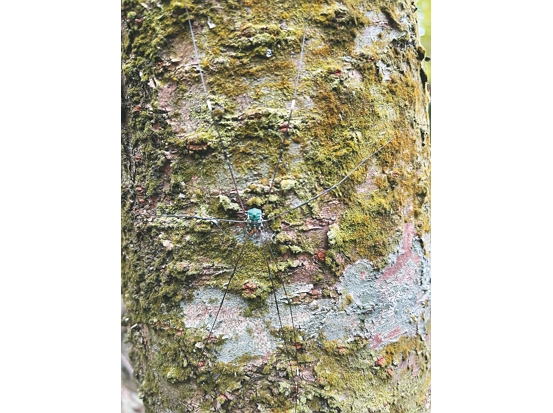 盲蛛／許美惠 攝
