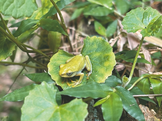 臺北樹蛙／許美惠 攝
