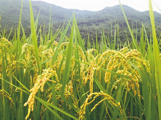 南安有機田中飽滿的稻穗
