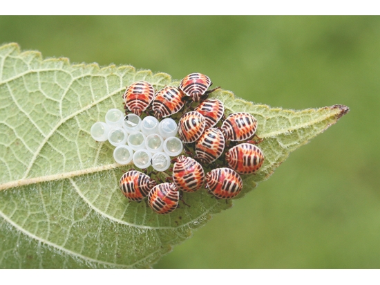 樹葉上圍成一圈的黃斑椿象
