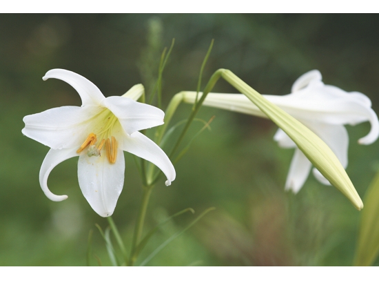  復育良好的臺灣百合
